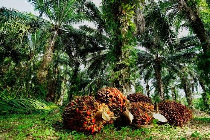 Alhamdulillah Naik Segini Harga Kelapa Sawit Mitra Swadaya Riau