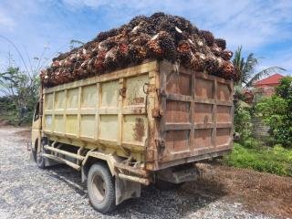 Inilah 3 Sektor Perkebunan Yang Berkontribusi di Riau