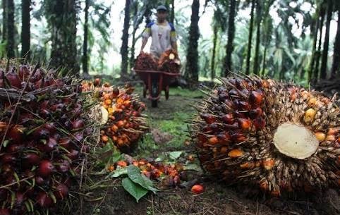 Harga TBS Sawit Riau Turun 2,52 Persen, Cek Harga Lengkapnya