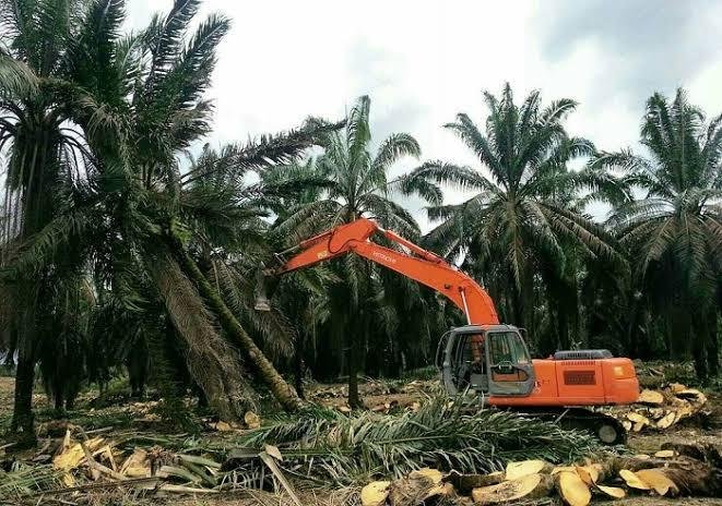 32.283,39 Hektare Lahan Kelapa Sawit di Riau Sudah Direplanting