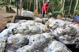 Harga Bahan Olahan Karet Ditingkat Pabrik Minggu Ini Naik Jadi Rp17.000 per Kg