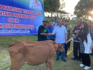 Serahkan Bantuan Sapi Bagi Masyarakat, Gubri: Bisa Atasi Kebutuhan Daging Sapi di Riau