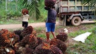 Harga TBS Sawit di Riau Naik, Ini Daftar Lengkapnya