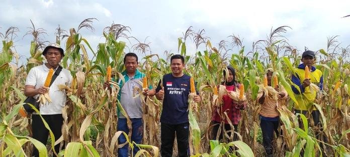 Disketapang, Pemuri dan Sang Hyang Seri Panen Perdana Jagung Hibrida Pipil di Okura