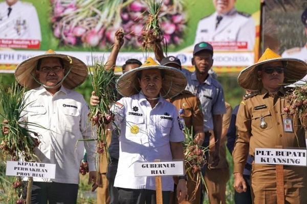 Ratusan Warga Benai Kuansing Panen Raya Bawang Merah Bersama Gubernur Syamsuar