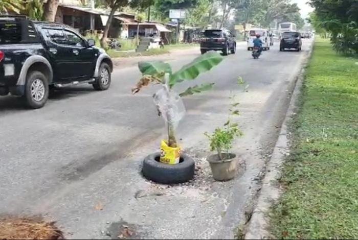 Warga Tanam Pohon Pisang di Jalan SM Amin, Dinas PUPR Riau Langsung Perbaiki