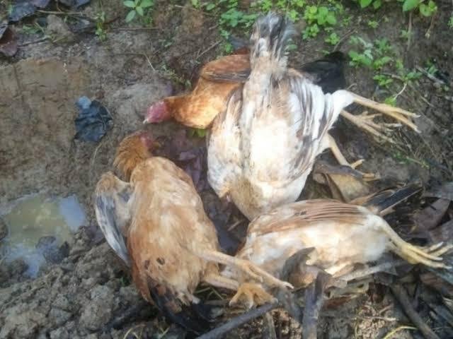 Ayam Mati Mendadak di Kampar Positif H5N1