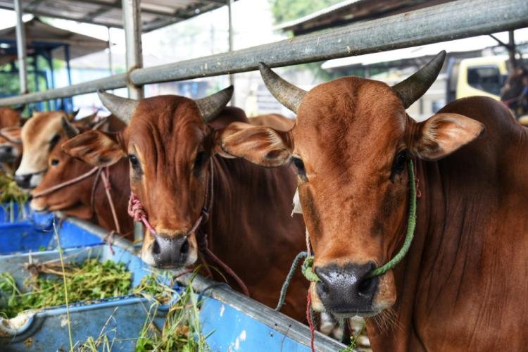 Distankan Pekanbaru Mulai Periksa Hewan Ternak Kurban 2 Minggu Jelang Iduladha