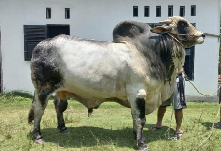 Tim Bantuan Sapi Presiden Turun ke Inhu Cek Hewan Ternak