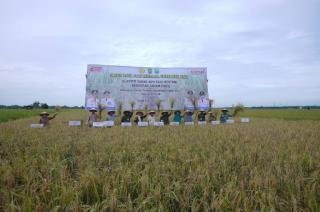 Panen Raya Padi di Siak, Gubernur Riau Serahkan Bantuan Untuk Kelompok Tani