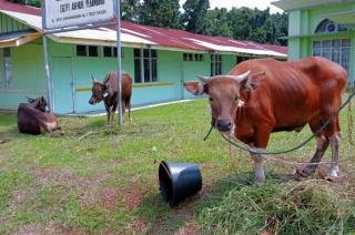 Besok Pemko Pekanbaru Sembelih 28 Sapi dan 1 Kambing, Daging Dibagikan Untuk THL