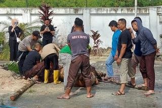 Pegadaian Kanwil II Pekanbaru Kurban 6 Ekor Sapi dan 3 Kambing untuk Masyarakat