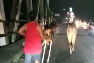 Viral! 7 Sapi Kurban di Pekanbaru Kabur, 1 Masuk Parit