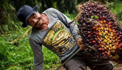 Naik Ini Daftar Harga Kelapa Sawit Petani Mitra Swadaya Riau Periode September