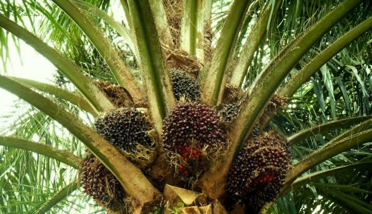 Harga Kelapa Sawit Mitra Swadaya Naik Jadi Rp2.918,28 per kg hingga 23 April 2024