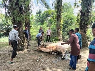 Pj Gubri SF Hariyanto Dijadwalkan Resmikan Jembatan di Rohul, Warga Desa Surau Munai Sembelih Sapi