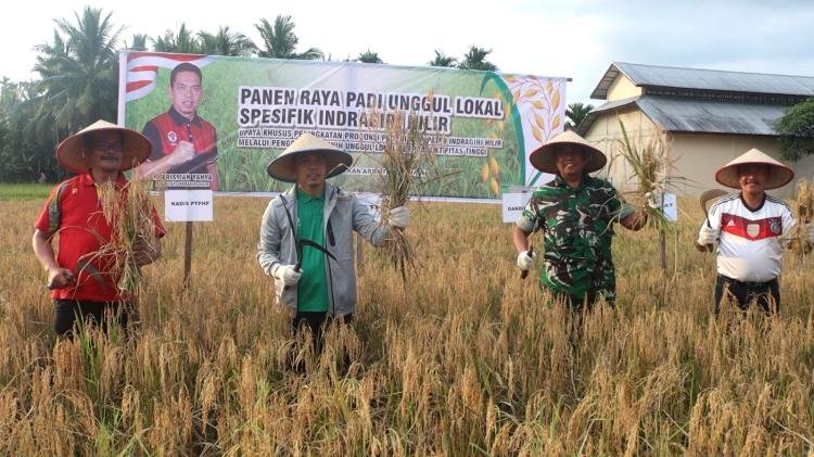 Pj Bupati Inhil Tanam dan Panen Padi di BBU Pekan Arba