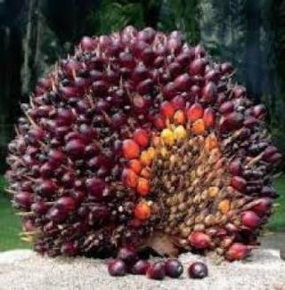 Harga Kelapa Sawit Mitra Plasma Minggu Ini Rp3.730 per Kg