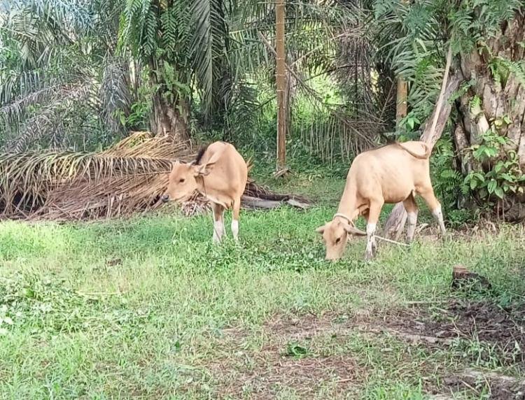 Cegah Wabah PMK di Riau, Dinas PKH Genjot Vaksinasi Ternak