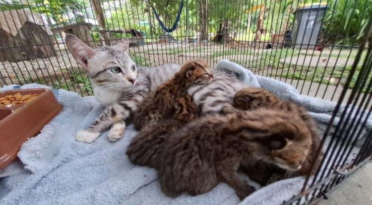 Penyelamatan Dramatis Empat Anak Kucing Hutan di Tengah Banjir Kampar