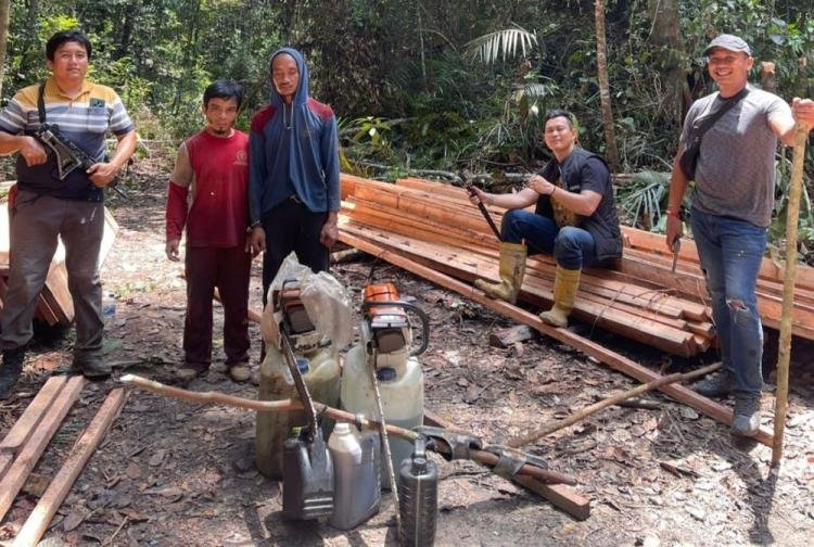 Polisi Tangkap 7 Pelaku Perambah Kayu Hutan di Habitat Harimau Sumatera