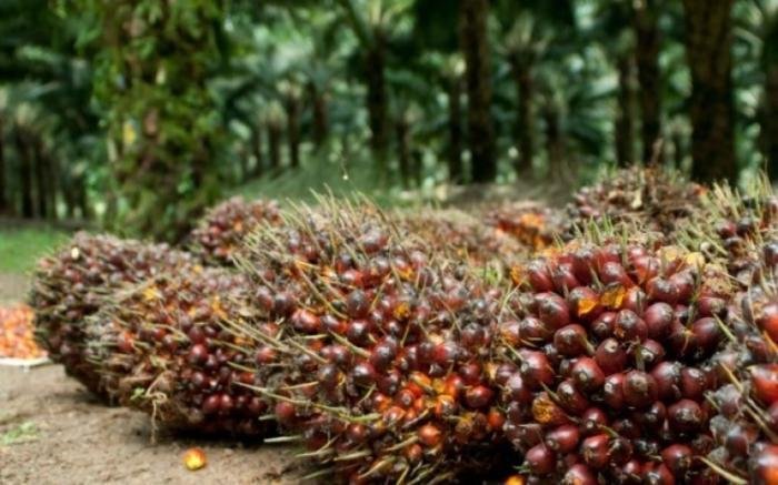 Harga CPO Turun, Kelapa Sawit Mitra Plasma Jadi Rp3.405 per Kg Pekan Ini