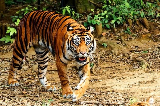 Harimau Sumatera Intai Kandang Ayam di Kebun Sawit Siak