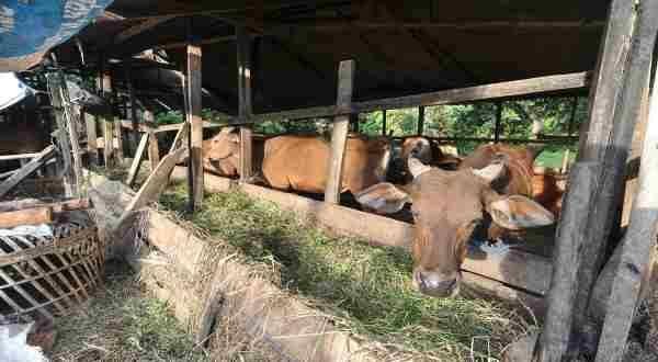 30 Sapi Sembuh dari PMK, Dinas PKH Riau Gencarkan Vaksinasi untuk Cegah Penyebaran