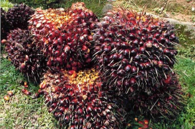 Kelapa Sawit Mitra Plasma di Riau Dihargai Rp3.713 per Kg