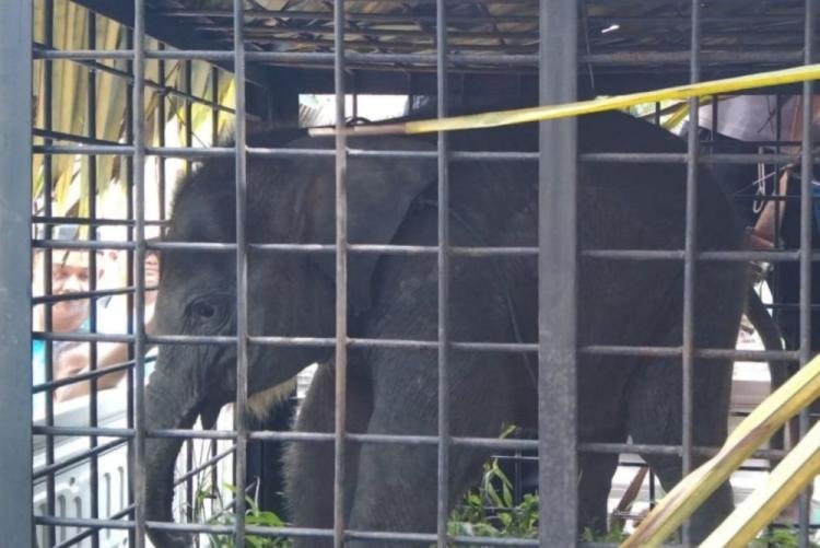 Anak Gajah 2 Bulan Tersesat di Permukiman Warga Kampar, Diduga Terpisah dari Indukan